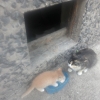 Отдам котёнка