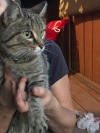 Отдам стерилизованную кошечку